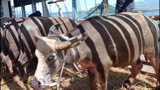 KERBAU DARI BIMA TUJUAN JENEPONTO