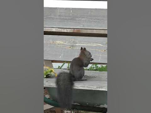 Это был транзитный пассажир, больше не приходил. #бельчонок - YouTube