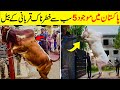 5 Most Dangerous Qurbani Cow In Pakistan | پاکستان میں موجود سب سے خطرناک قربانی کے بیل | DREAM FACT