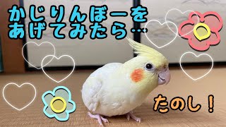 【かじられ対策】オカメインコにかじりんぼーをあげてみた！