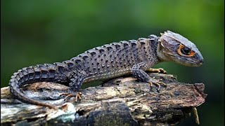 Conoce al escinco cocodrilo de ojos rojos (Tribolonotus gracilis)