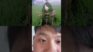 #comedy #amazing #cute #reaction #amazing #fantasy #bird #relaxing
