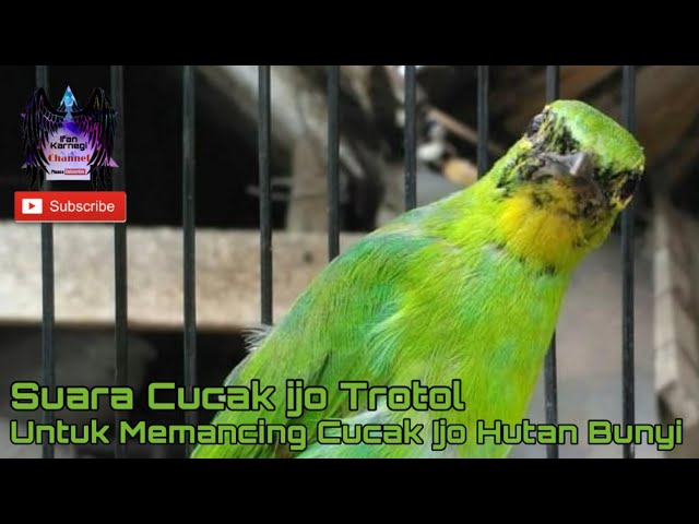 Suara Cucak Ijo Trotol | Untuk Memancing Cucak Ijo Hutan Bunyi class=