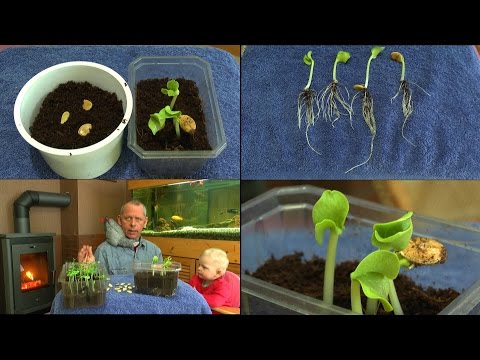 Video: Speichern von Kürbiskernen - Sammeln von Kürbiskernen im Garten