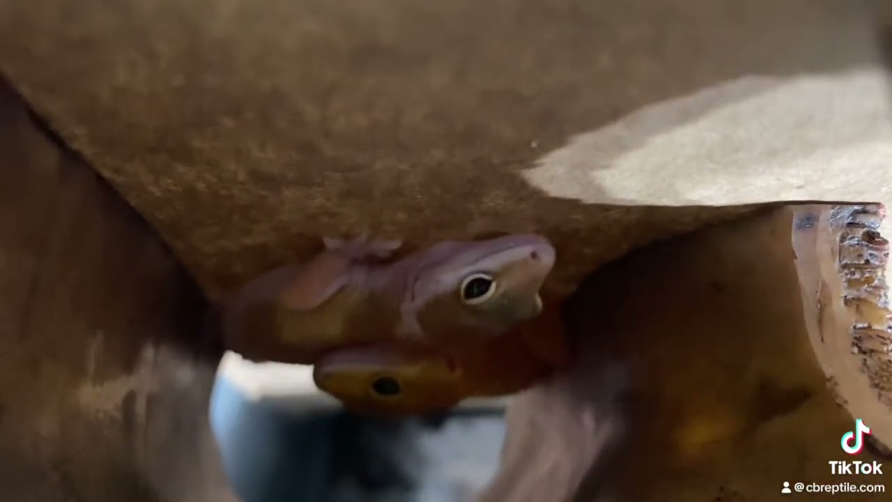 Carrot tail leopard geckos back in stock!