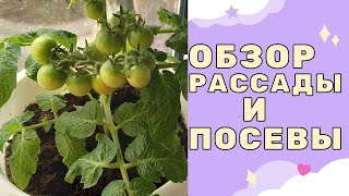 Обзор рассады на 27.04 и что посеяно уже в открытый грунт!