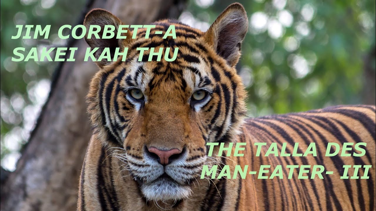 The Talla Des Man Eater - III   (Jim Corbett-a Sakei Kah Thu : Letlingtu - F.  Chhawnmanga)