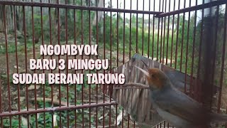 Suara unik prenjak klawu sumatra