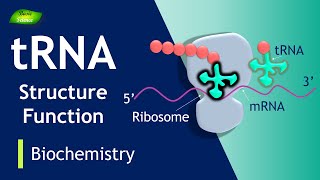 tRNA | tRNA Charging | tRNA Function | BIOCHEM I PART-7 | Protein Synthesis| Basic Science Series