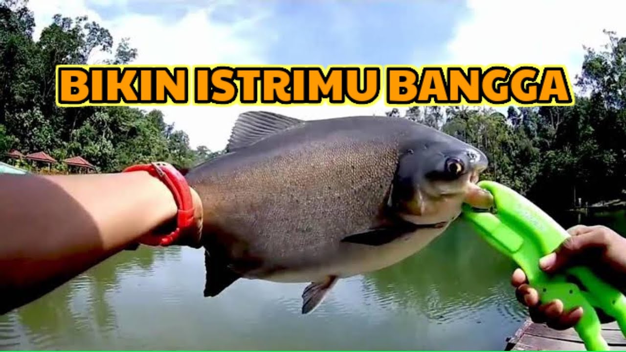 UMPAN GALATAMA BAWAL