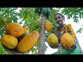 Fresh papaya and cook food in my countryside - Polin lifestyle