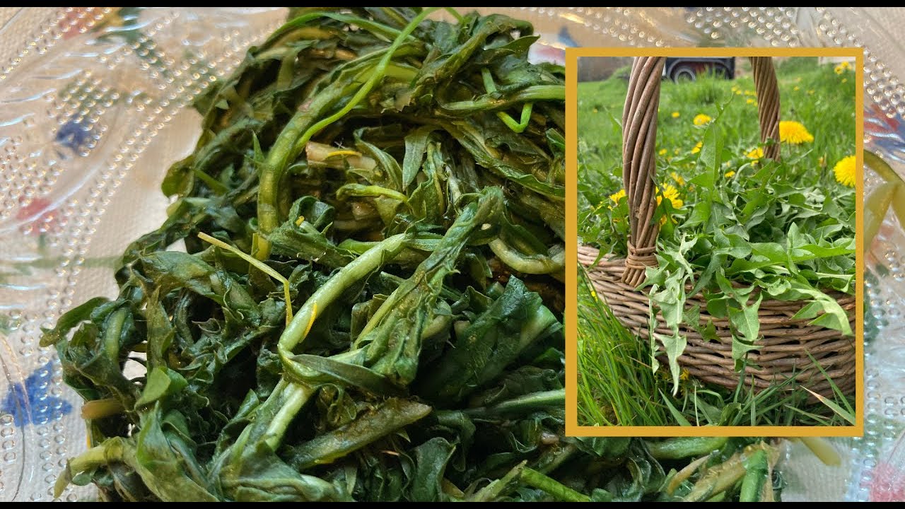 The Easy Way to Pick and Cook Dandelion Greens YouTube