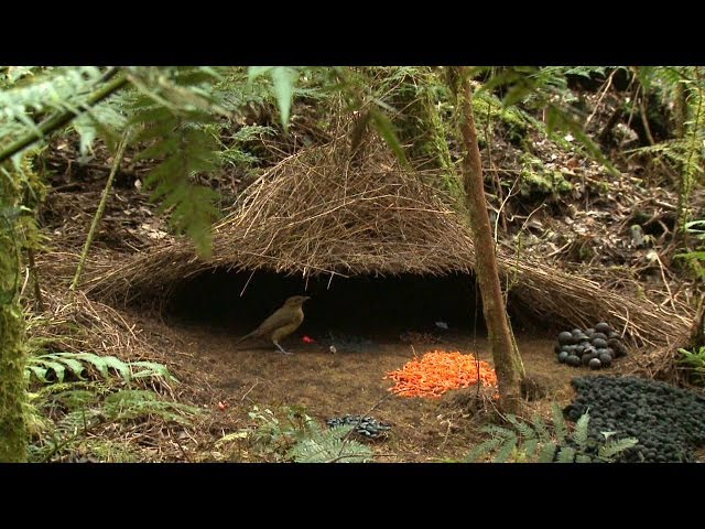 Image result for vogelkop bowerbird