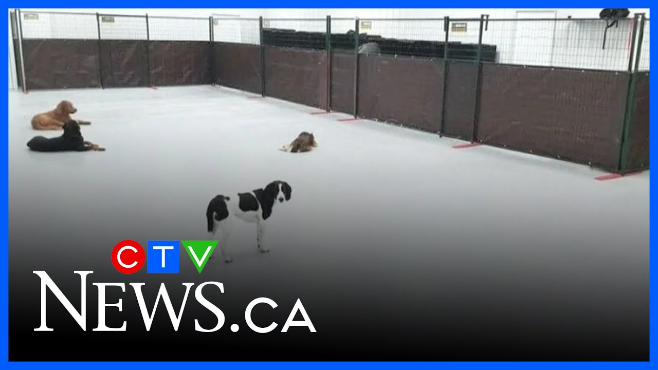 Tips for boarding your dog