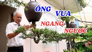 Gặp vua bonsai trường phái ngang ngược - ĐỘC LẠ BÌNH DƯƠNG by Độc Lạ Bình Dương 540,732 views 13 days ago 36 minutes