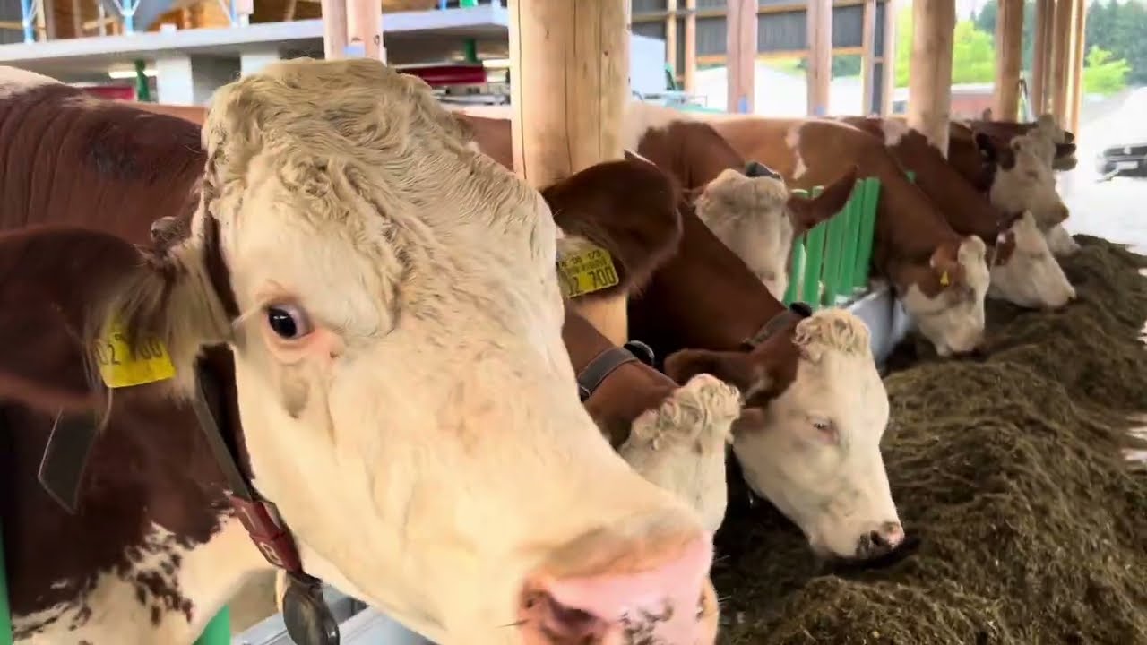 Kompoststall 2023 - Milchviehhof Kübler