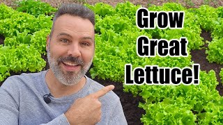 How to Grow Lettuce // Complete Guide! by Next Level Gardening 21,977 views 5 months ago 6 minutes, 16 seconds