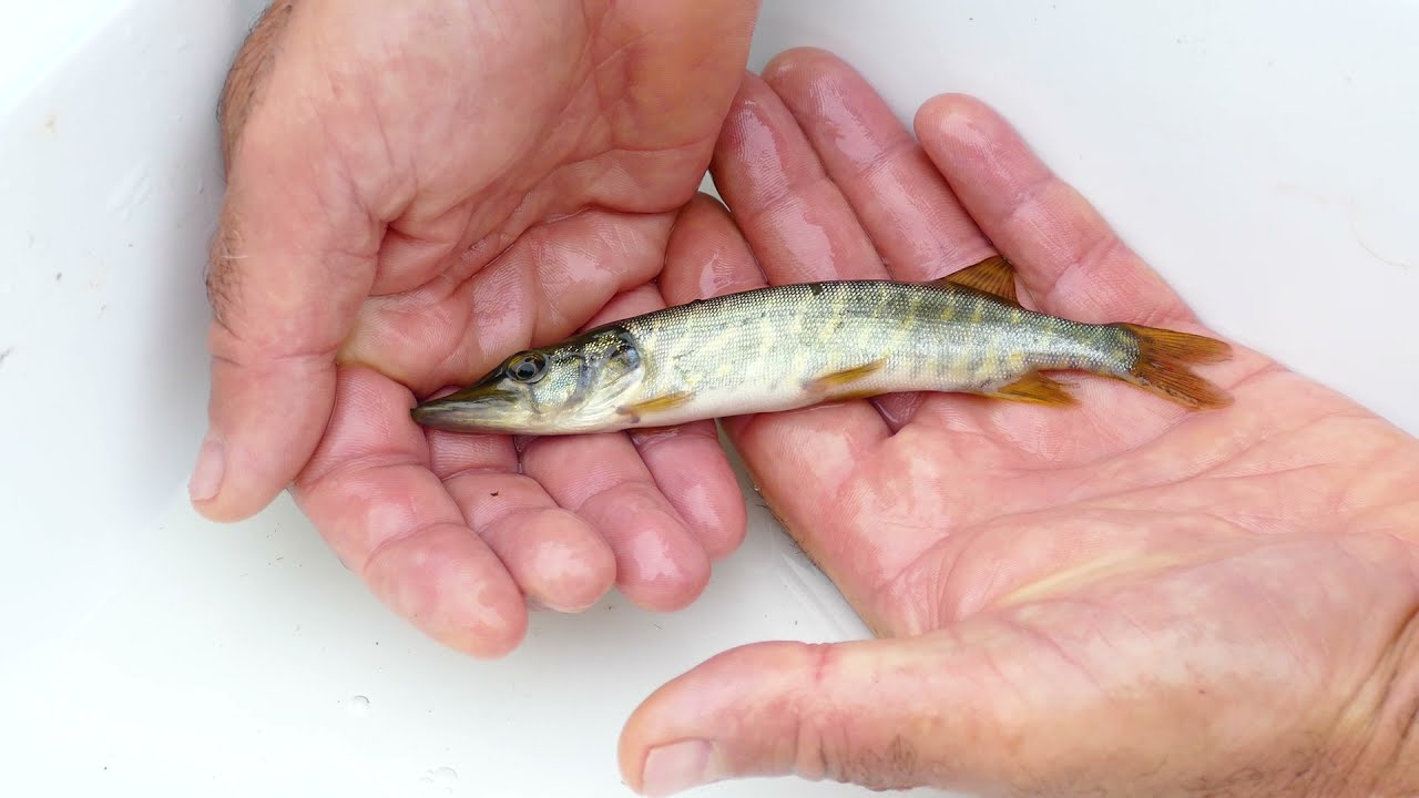 Gestion des frayères à brochets