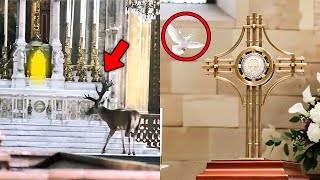 Eucharistic Miracles Caught On Camera   Scientists Still Speechless