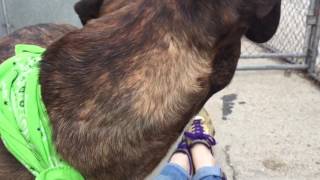 HARLEM A1101423 1.5 y/o neutered OS takes treats