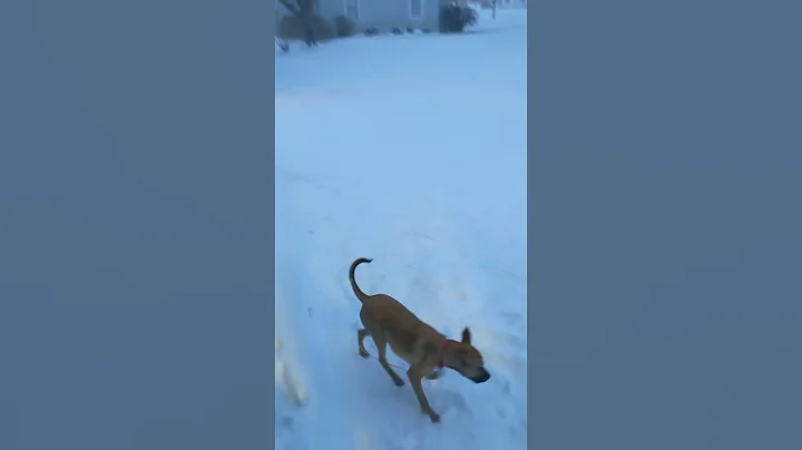this crazy dog