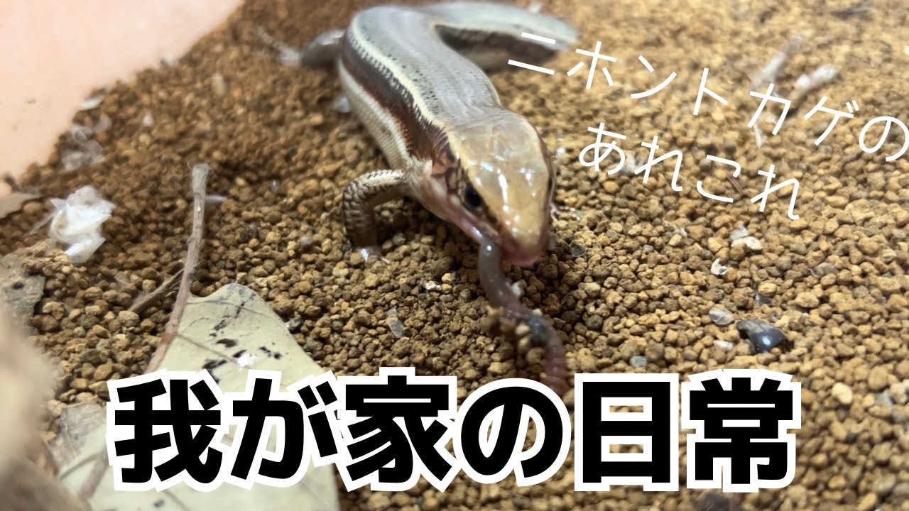 ニホントカゲ 二ホントカゲ入荷しました！！ | CSMアクア(古代魚・両生類・爬虫類