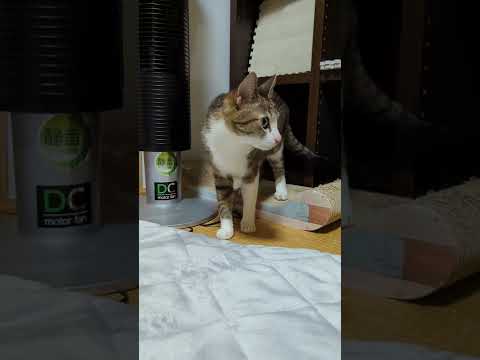 くんくんキジ猫 - sniff sniff - #Shorts