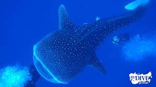 Дюгонь, акулы-молоты, дельфины и китовая акула за одну неделю!