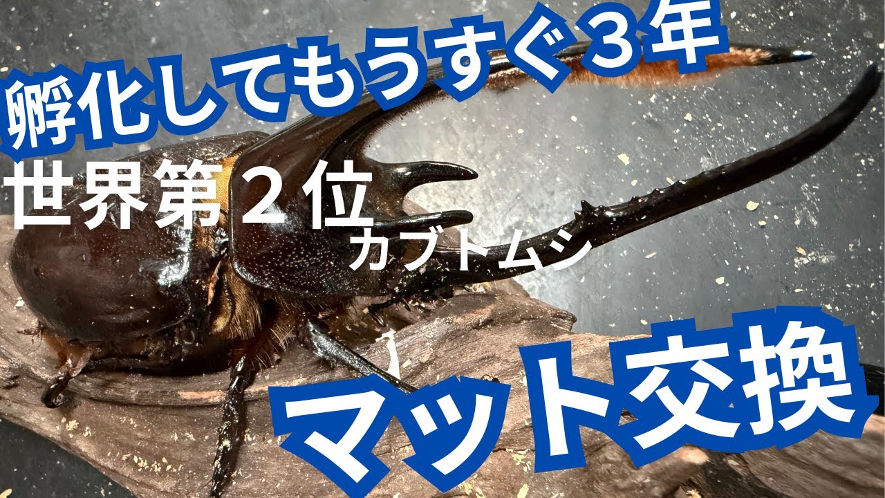 ネプチューンオオカブト最後のマット交換？【孵化後３年経ってしまうかもしれない】