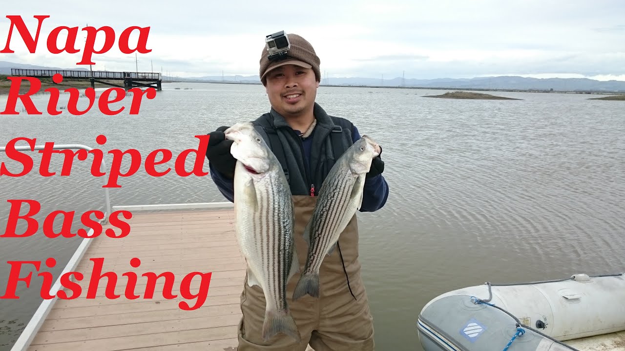 Striped Bass Fishing in the Napa River Jan 2016 - YouTube