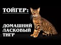 ТОЙГЕР: Ручной "тигр" и родственник бенгальской кошки | Интересные факты про животных | Породы кошек