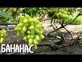 Бананас - гибридная форма с необычным вкусом