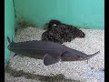 シベリアチョウザメ　Siberian Sturgeon　山梨県立富士湧水の里水族館