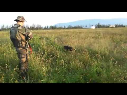 მწყერზე ნადირობა სამარგალო / Dato Mebonia /