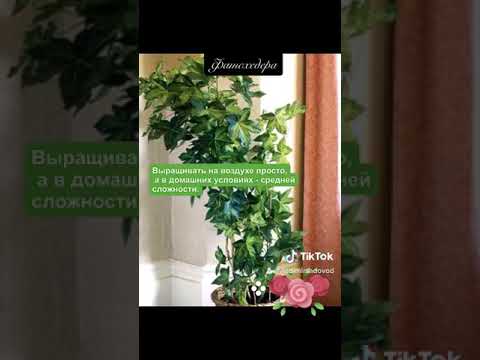 วีดีโอ: Fatshedera Lizei Tree Ivy: ข้อกำหนดในร่มสำหรับ Tree Ivies