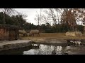 【サイさん闘う！】ズーパラダイス八木山（八木山動物公園）