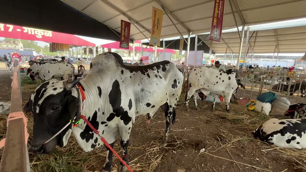 कोणत्या जातीच्या ही गायी आहेत 💞🫶🏻❤️कमेंट करून सांगा #viralvideos #shortvideos #viralvideos 