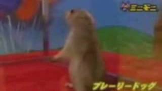 dramatic chipmunk compilado