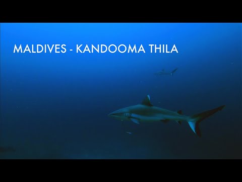 Scuba Diving with Grey Reef Sharks in Maldives - Kandooma Thila -Deep channel dive. Maafushi Island