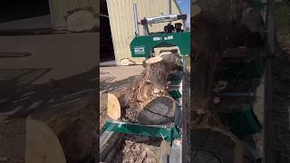 Cutting Up An Old Cottonwood That Got Blown Over In A Wind Storm #Woodwork #Sawmill #Wood