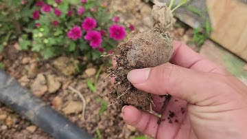 Kinh Nghiệm Nhân Giống Hoa Cúc rất đơn giản