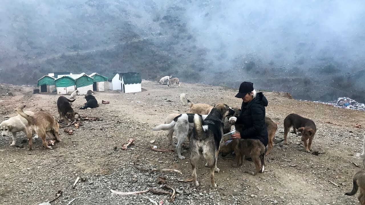 Şemdinli'de görev yapan hayvansever öğretmenden örnek davranış