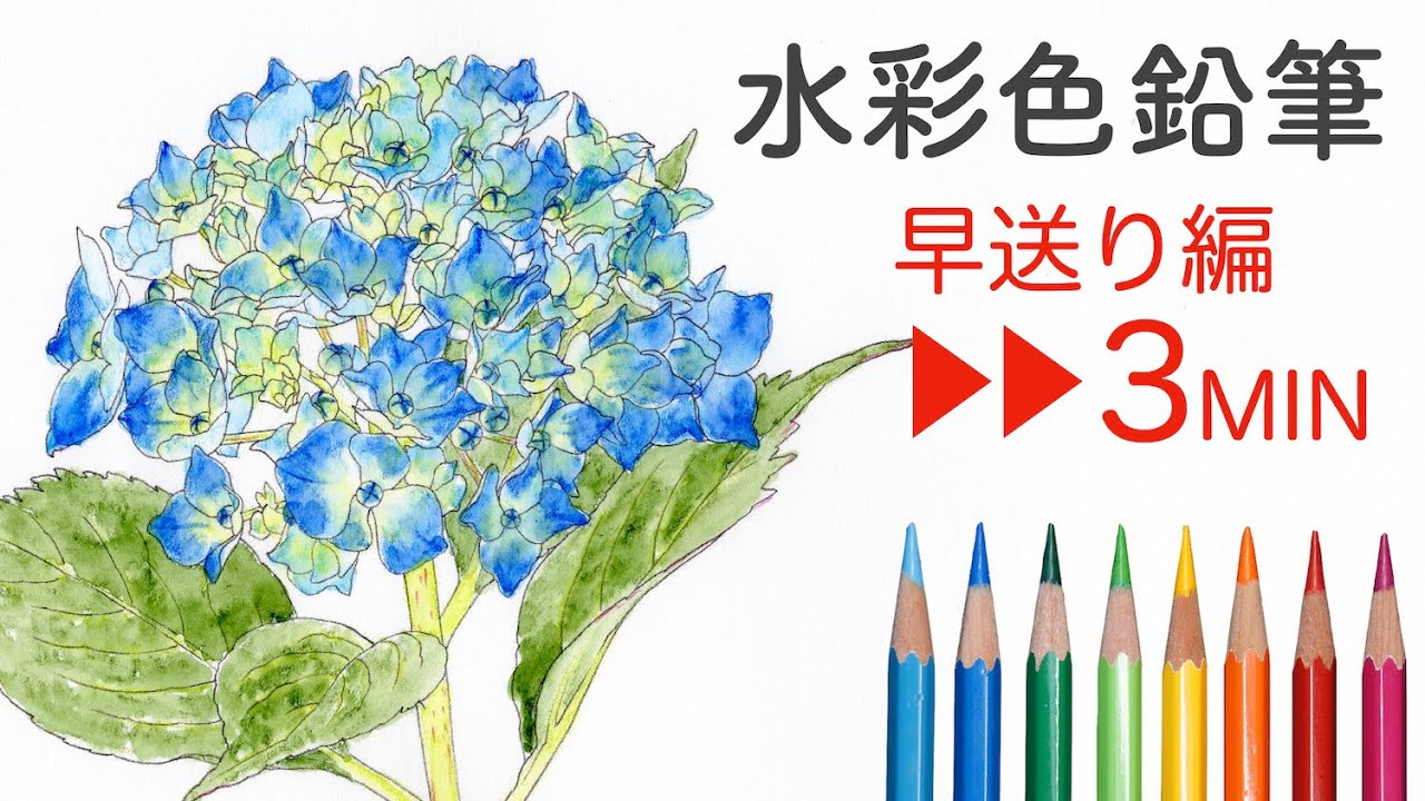 水彩色鉛筆で紫陽花を描く 早送り編 Hydrangea Drawing In Watercolor Pencils Youtube