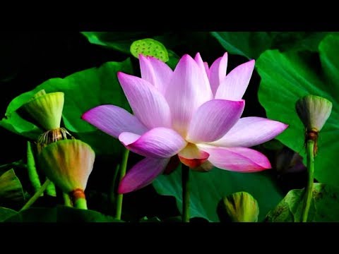 2018.06台南白河蓮花季-花況美美綻放! Lotus flower