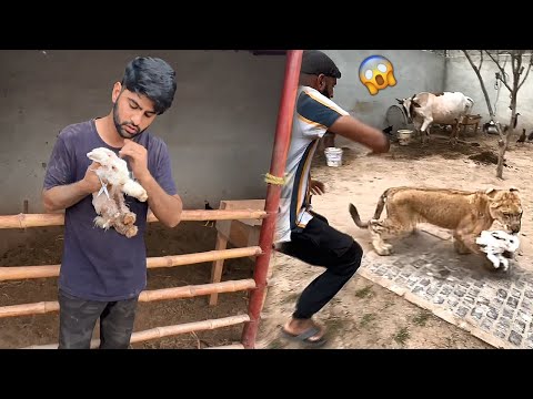 Lion Attacked On Our Rabbit😰Bht Dukh Hoa