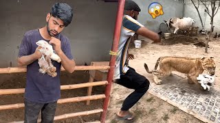 Lion Attacked On Our Rabbit😰Bht Dukh Hoa