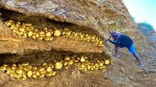 wow wow amazing day! gold miner found a lot of gold treasure under stone million years