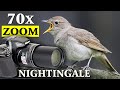 NIGHTINGALE Bird Song - 70x zoom *unbelievable*  Next video 12h Training Song