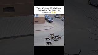 CATS ACTING LIKE A REAL MAFIA FAMILY 😼🔥 #cat #mafia #acting #hollywood