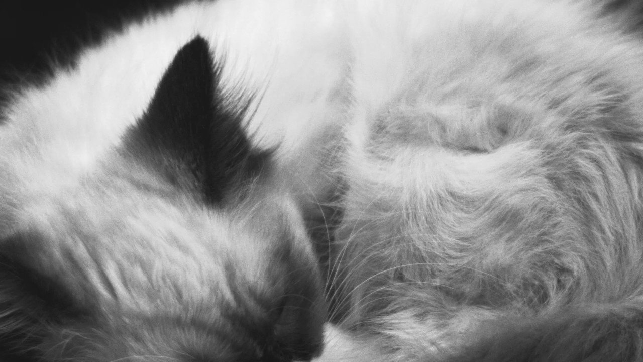 Amy Sleeping - Amy Sleeping
